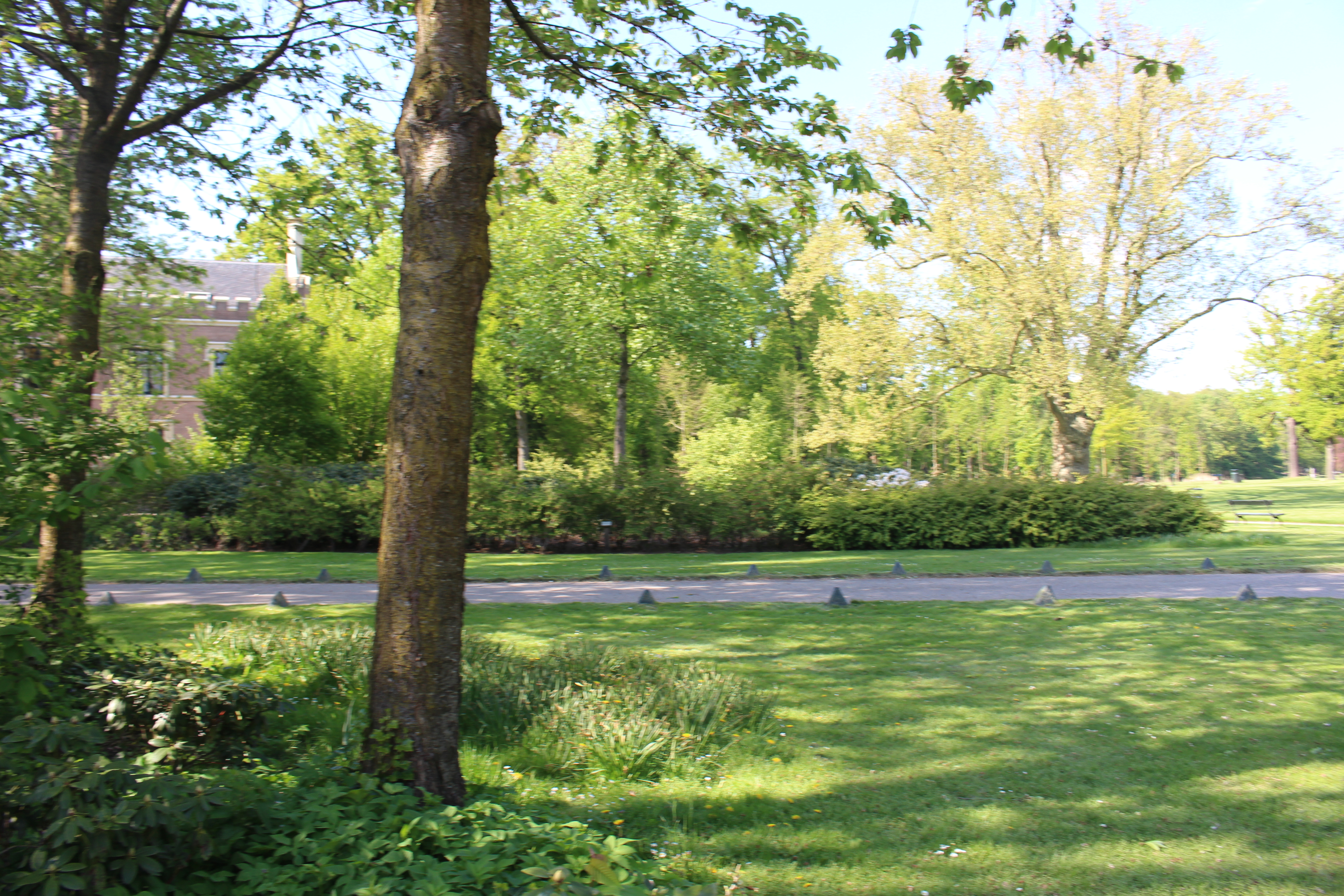 Veld met wat struiken en jonge bomen aan de zijkant van het landhuis waar volgens de kaart uit 1953 allerlei gebouwen stonden. Foto: marjolijn kok.