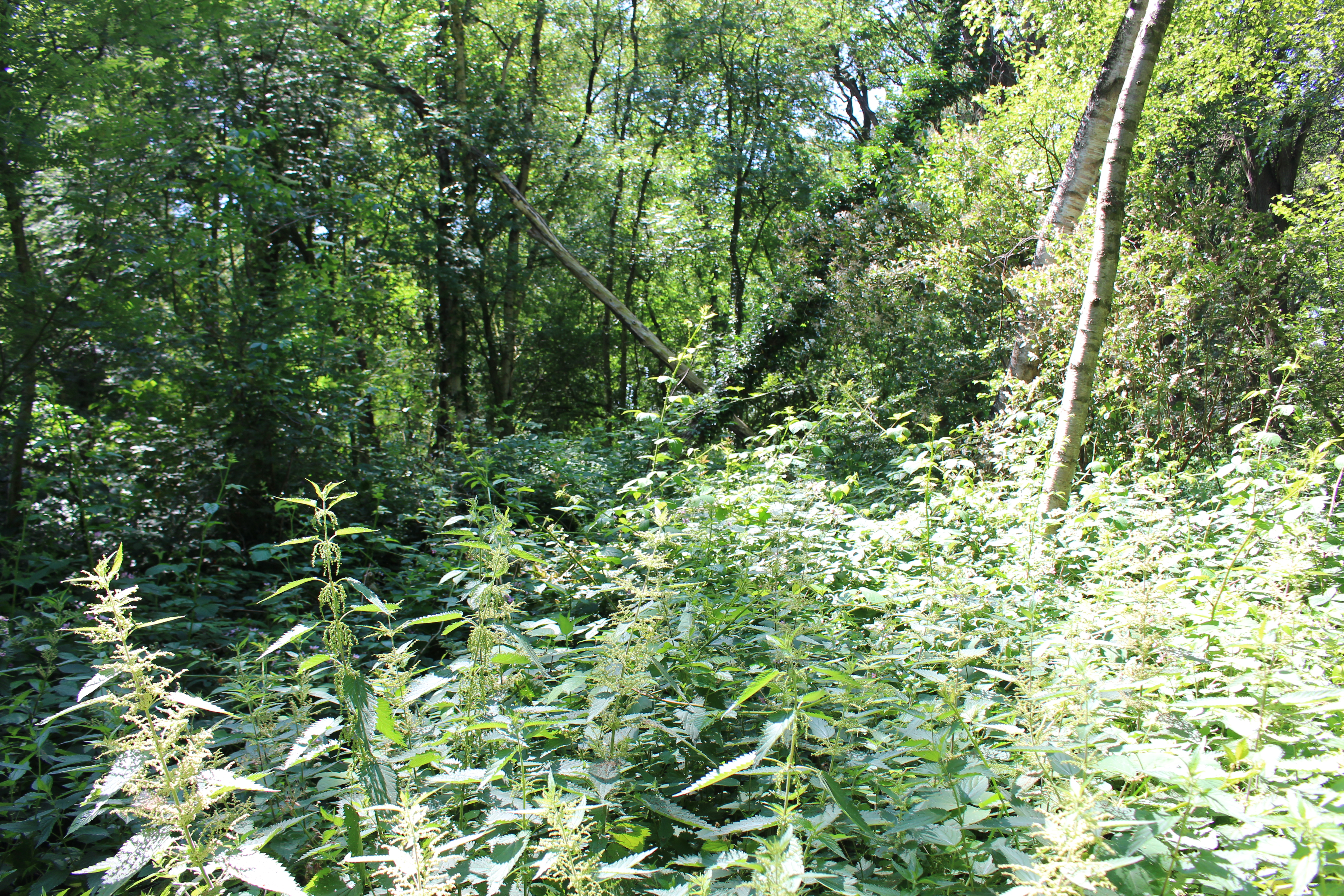 Lokatie van een voormalige barak. Foto: marjolijn kok.