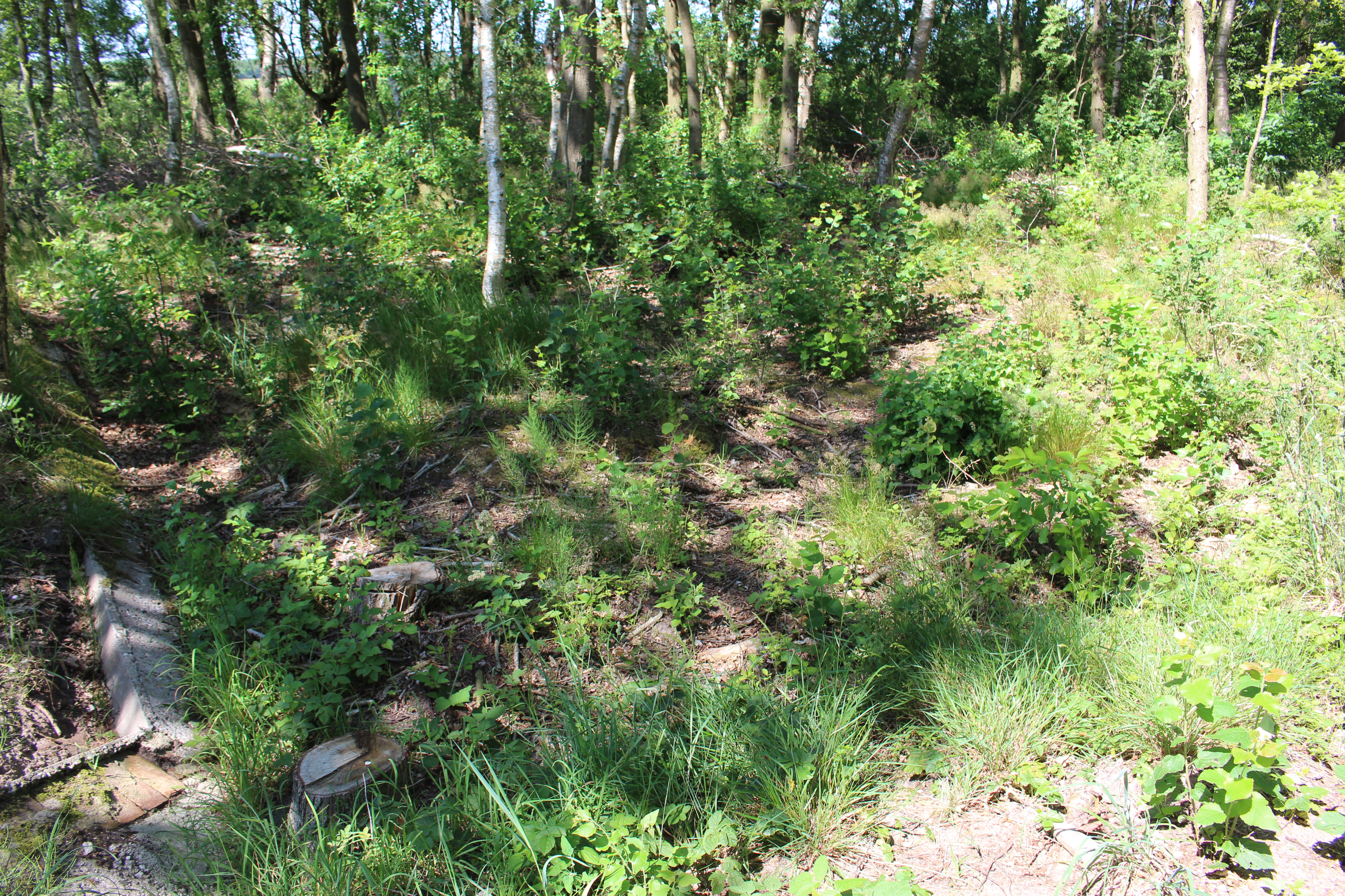 De zandbakrand en vierkante depressie. Foto: marjolijn kok.