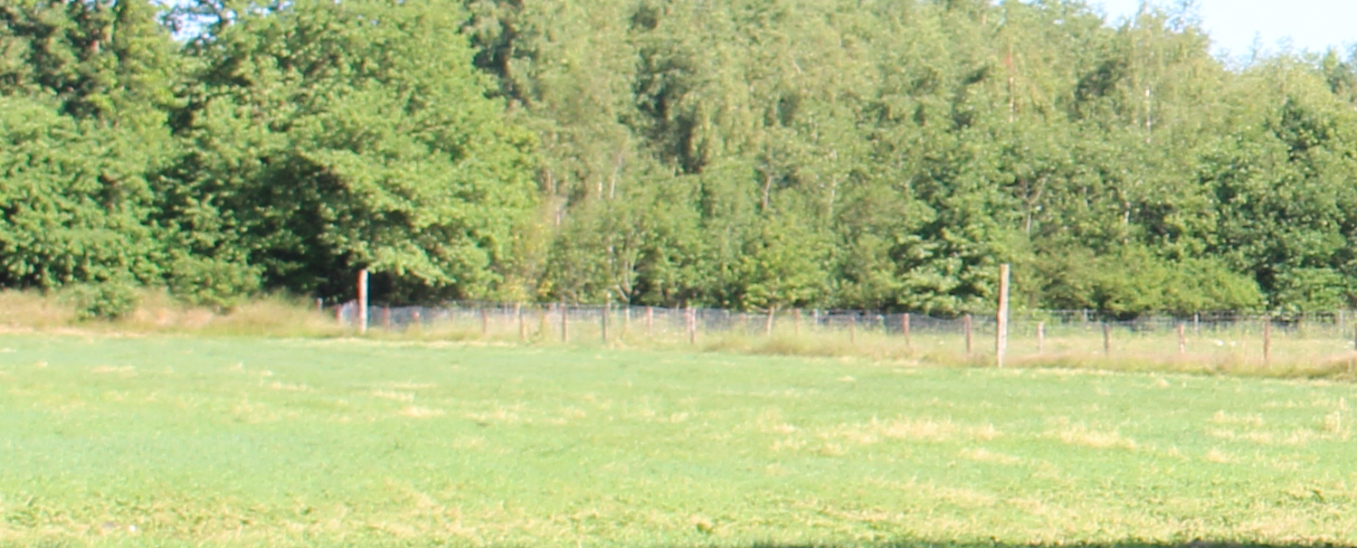 Hek langs kamp Mantinge. Foto: marjolijn kok.