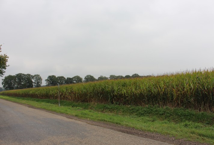 Kamp stuifzand zoals het nu is. Foto: marjolijn kok.